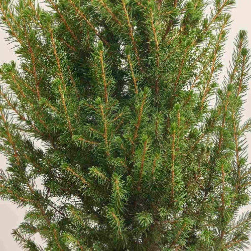 Зображення товару Ялина Десембер, артикул: 54174