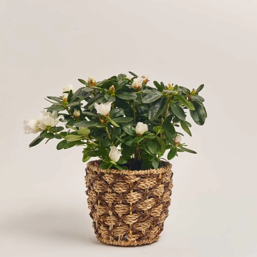 Зображення товару Азалія мікс в кашпо, артикул: 53757