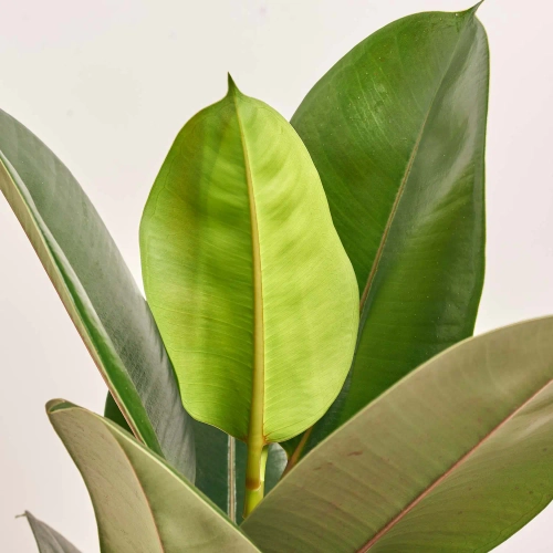 Фікус ел Робуста 1ст., артикул: 30649 Зображення товару Фікус ел Робуста 1ст., артикул: 30649