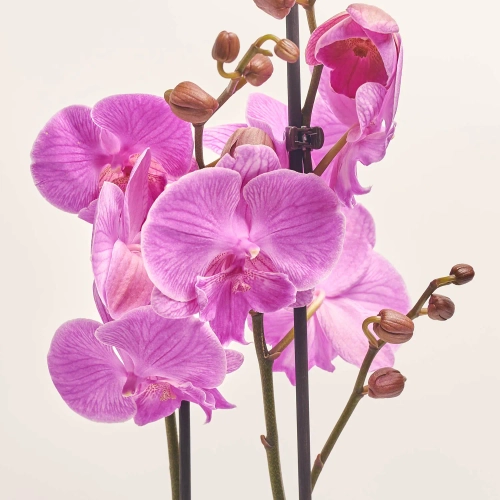 Зображення товару Фаленопсис 2ст. мікс, артикул: 19290