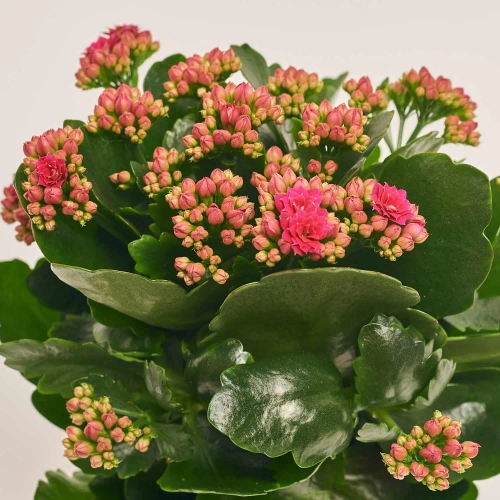 Зображення товару Каланхоє Роял мікс, артикул: 54597