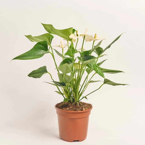 Зображення товару Антуріум Прістіно, артикул: 57139