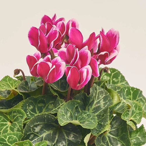 Цикламен Супер Каріно, артикул: 52986 Зображення товару Цикламен Супер Каріно, артикул: 52986