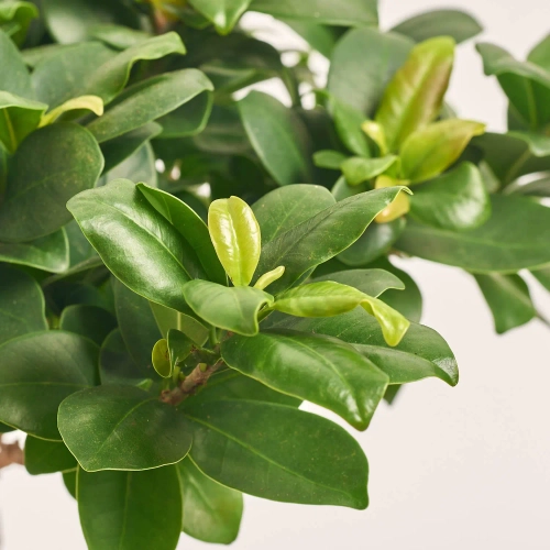 Зображення товару Фікус мікрокарпа Гінсенг в кер., артикул: 56720