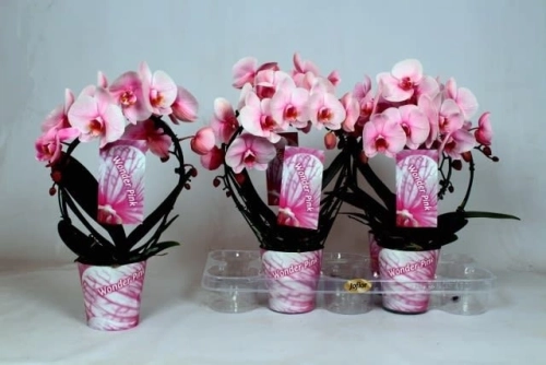 Зображення товару Фаленопсис фарб. коло 2ст. рожевий, артикул: 4013