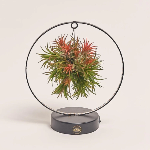 Тілландсія Рінг із підсвіткою, артикул: 54179 Зображення товару Тілландсія Рінг із підсвіткою, артикул: 54179