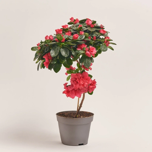 Зображення товару Азалія мікс штам, артикул: 24758