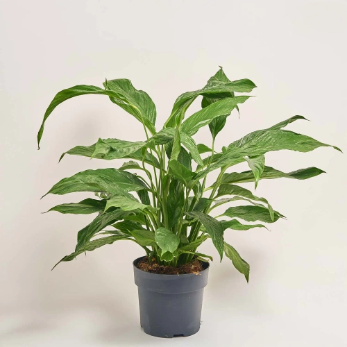 Спатифіллум Даймонд, артикул: 36612 Зображення товару Спатифіллум Даймонд, артикул: 36612