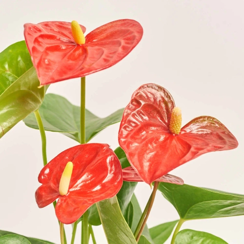 Зображення товару Антуріум Джамбо Ред, артикул: 56674