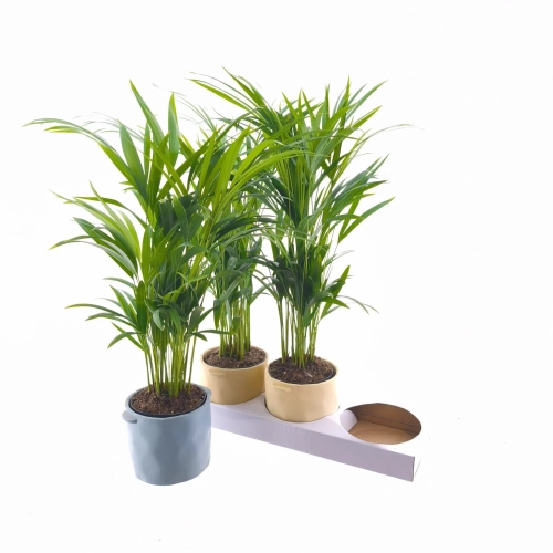 Дипсіс Лутесценс в кер., артикул: 61126 Зображення товару Дипсіс Лутесценс в кер., артикул: 61126