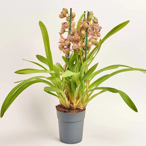 Цимбідіум мікс 3ст., артикул: 44645 Зображення товару Цимбідіум мікс 3ст., артикул: 44645