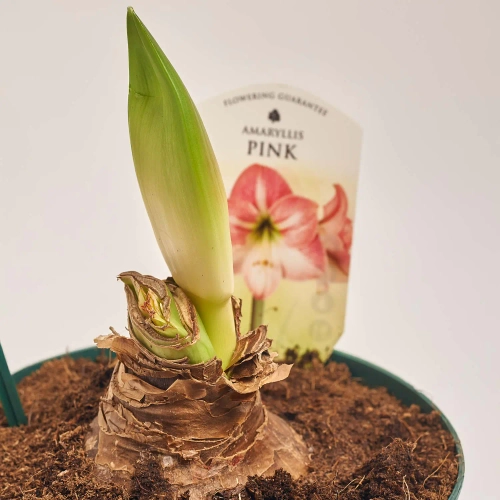 Амариліс мікс, артикул: 54117 Зображення товару Амариліс мікс, артикул: 54117