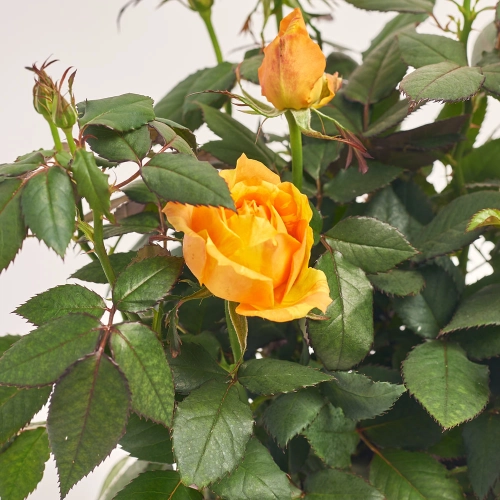 Троянда мікс в кер., артикул: 44643 Зображення товару Троянда мікс в кер., артикул: 44643