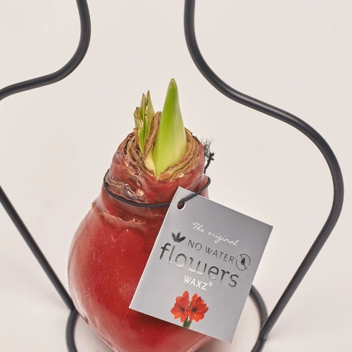 Зображення товару Амариліс "Класік Формз" у воску, артикул: 53630