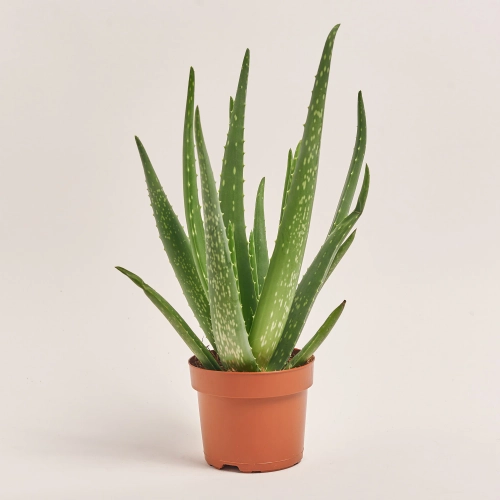 Зображення товару Алоє Вера, артикул: 54398