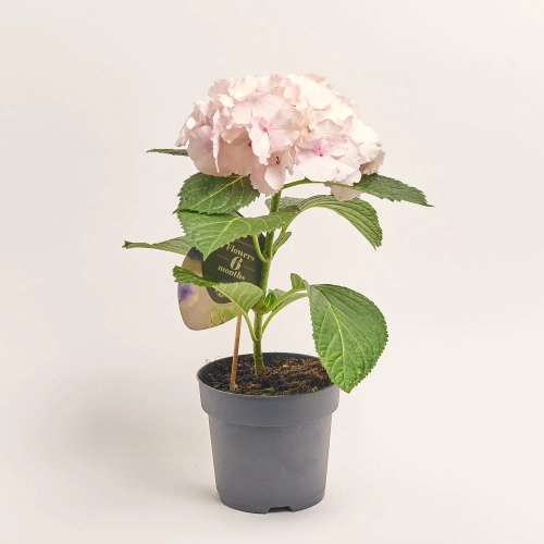 Гортензія Фьюжн, артикул: 57261 Зображення товару Гортензія Фьюжн, артикул: 57261