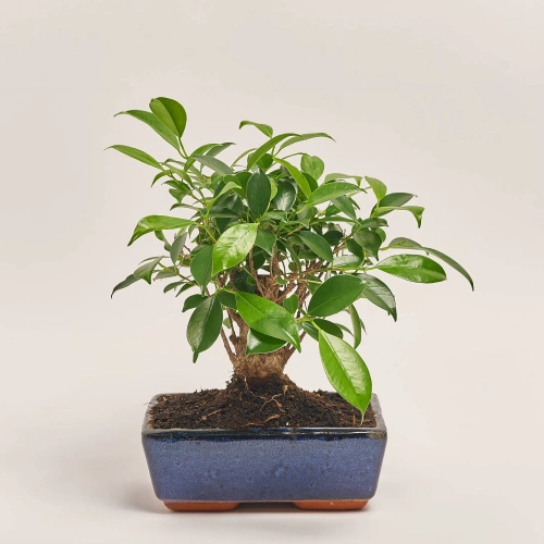 Бонсай в кер., артикул: 25670 Зображення товару Бонсай в кер., артикул: 25670