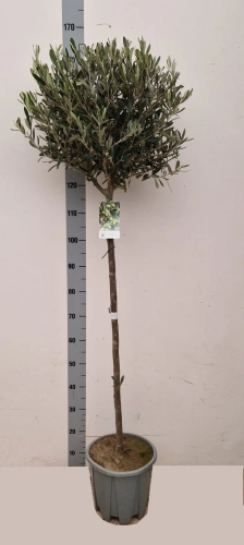 Оливкове дерево штамб., артикул: 56688 Зображення товару Оливкове дерево штамб., артикул: 56688