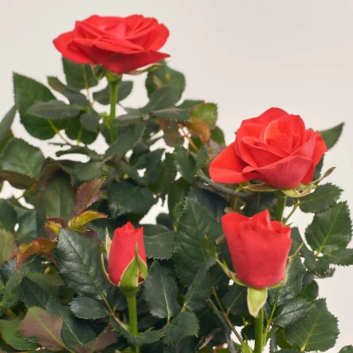 Зображення товару Троянда Кордана, артикул: 4809