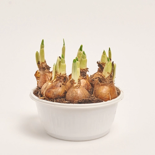 Нарцис Тет-а-Тет, артикул: 55221 Зображення товару Нарцис Тет-а-Тет, артикул: 55221