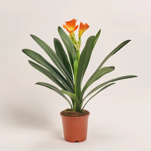 Зображення товару Клівія Мініата, артикул: 31176