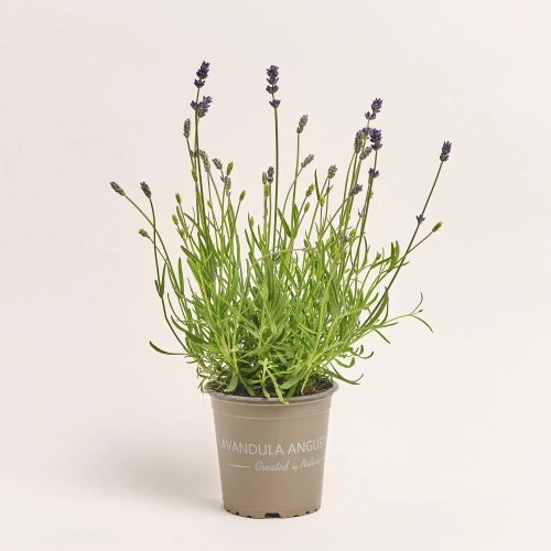 Зображення товару Лаванда Анук Ессенс Парпл, артикул: 57316