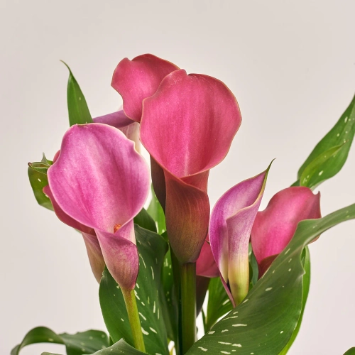 Зантедескія мікс, артикул: 28195 Зображення товару Зантедескія мікс, артикул: 28195