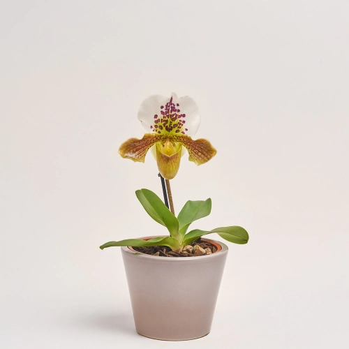 Зображення товару Пафіопеділум Америка, артикул: 55605