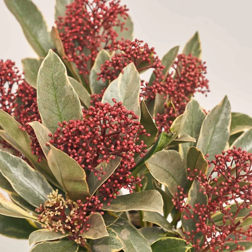 Скімія Японіка Пероза, артикул: 52726 Зображення товару Скімія Японіка Пероза, артикул: 52726