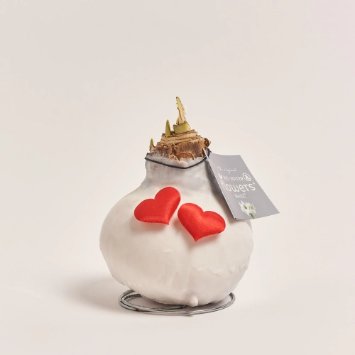 Зображення товару Амариліс "Лав" у воску, артикул: 55443