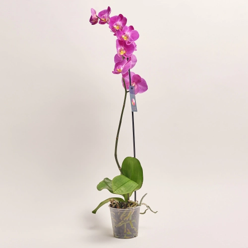 Зображення товару Фаленопсис 1ст. мікс, артикул: 18850