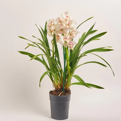 Цимбідіум мікс 3ст., артикул: 55538 Зображення товару Цимбідіум мікс 3ст., артикул: 55538