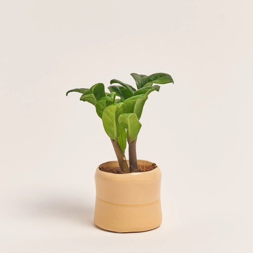 Зображення товару Заміокулькас Зензі "Евіта" в кер., артикул: 53077