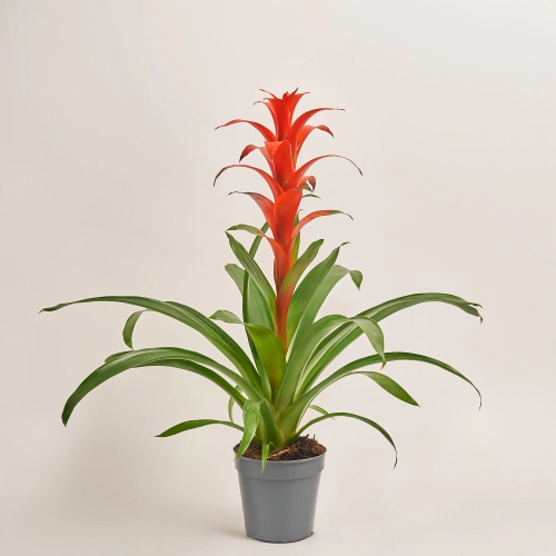 Гузманія Аллура, артикул: 5456 Зображення товару Гузманія Аллура, артикул: 5456