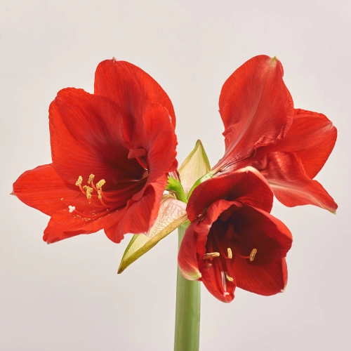 Амариліс мікс, артикул: 43704 Зображення товару Амариліс мікс, артикул: 43704