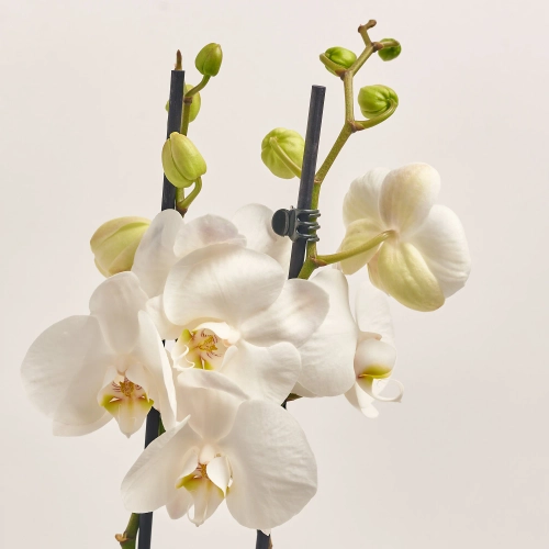 Зображення товару Фаленопсис 3ст. мікс, артикул: 1316