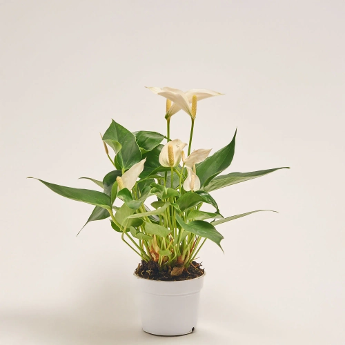 Зображення товару Антуріум Намора, артикул: 55181