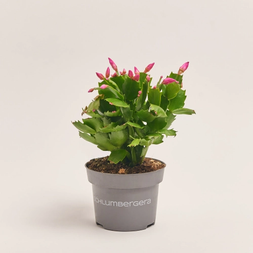 Шлюмбергера мікс, артикул: 1309 Зображення товару Шлюмбергера мікс, артикул: 1309