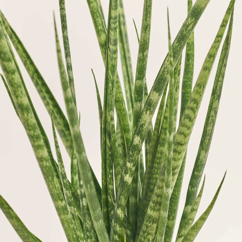 Зображення товару Сансевієрія Кіркі, артикул: 57323