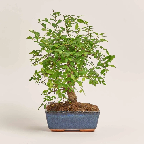 Бонсай в кер., артикул: 17924 Зображення товару Бонсай в кер., артикул: 17924