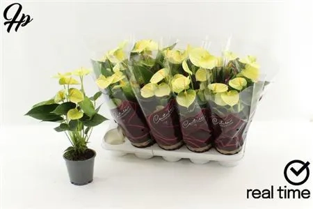 Зображення товару Антуріум Ваніла, артикул: 52837