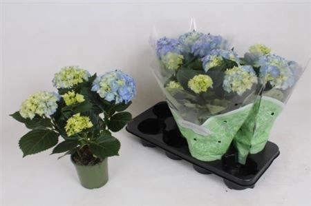 Зображення товару Гортензія блакитна 5ст., артикул: 25627