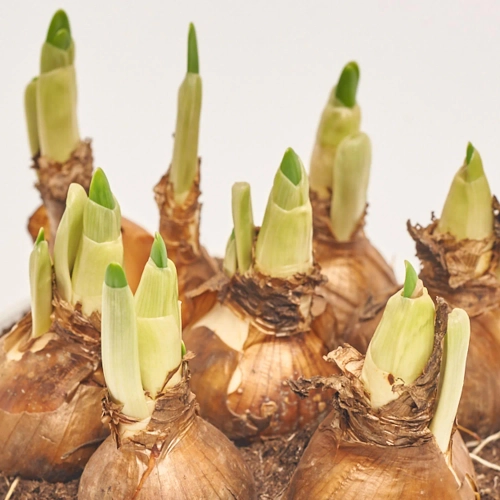 Нарцис Тет-а-Тет, артикул: 55221 Зображення товару Нарцис Тет-а-Тет, артикул: 55221