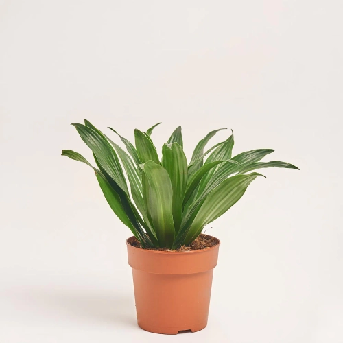 Зображення товару Драцена Фраг Компакта 1ст., артикул: 57434