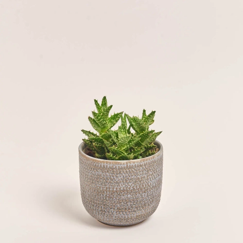 Зображення товару Сукулент мікс в кер., артикул: 51980