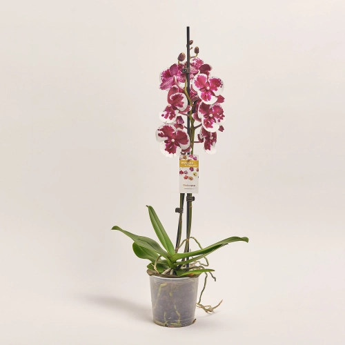 Зображення товару Фаленопсис 2ст. мікс, артикул: 19319