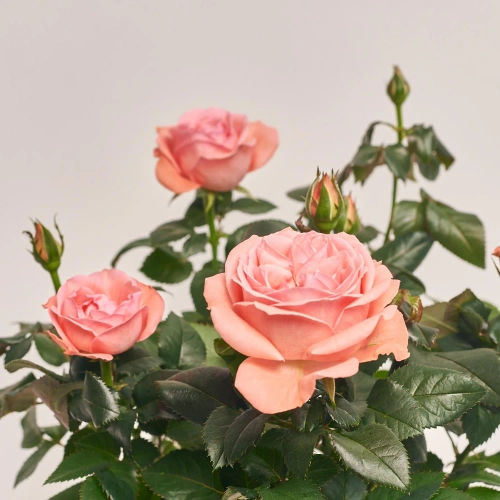 Зображення товару Троянда мікс, артикул: 1293