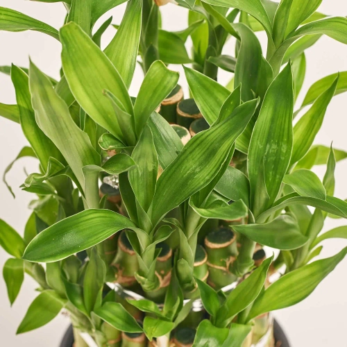 Зображення товару Бамбук Лакі в кераміці, артикул: 21217