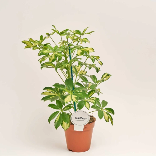 Зображення товару Шефлера Шарлотта, артикул: 1306