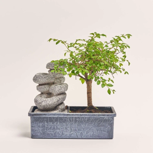 Бонсай в кер., артикул: 56846 Зображення товару Бонсай в кер., артикул: 56846